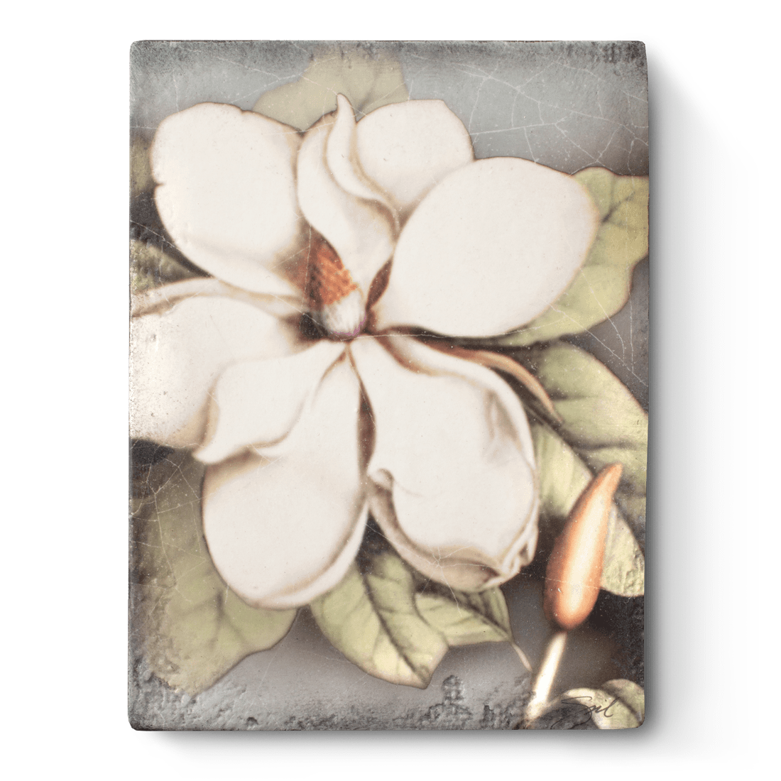 Magnolia